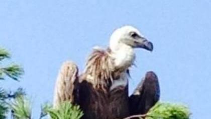 Grifone salvato a Orosei dopo un volo coast to coast