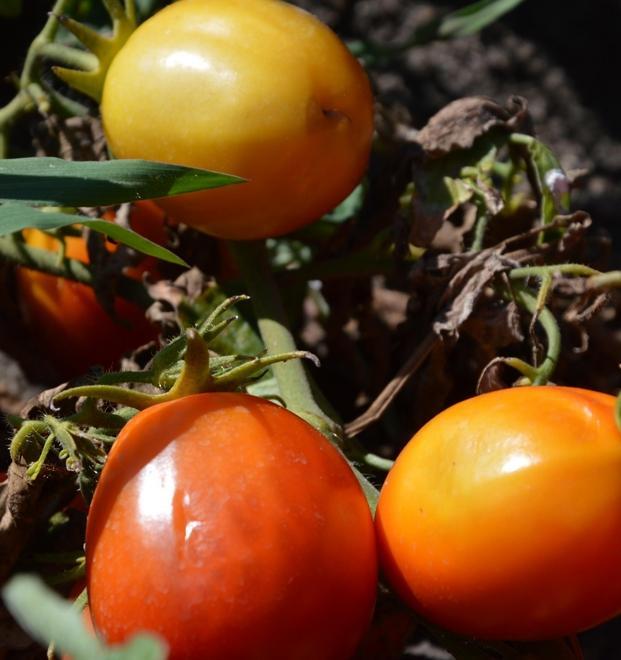 Pomodoro alla prova del clima impossibile «Prezzi troppo alti» 