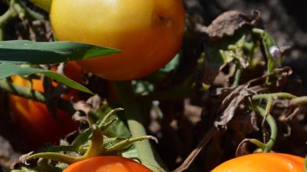 Pomodoro alla prova del clima impossibile «Prezzi troppo alti»