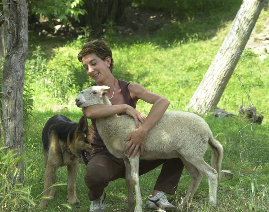 Il lupo attacca l’agnello di Zeri «Sbranate altre pecore» 
