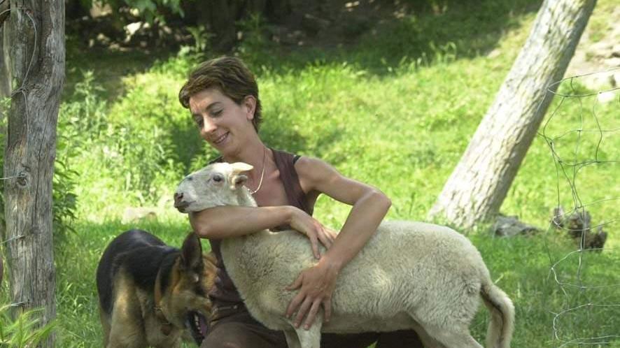 Il lupo attacca l’agnello di Zeri «Sbranate altre pecore»