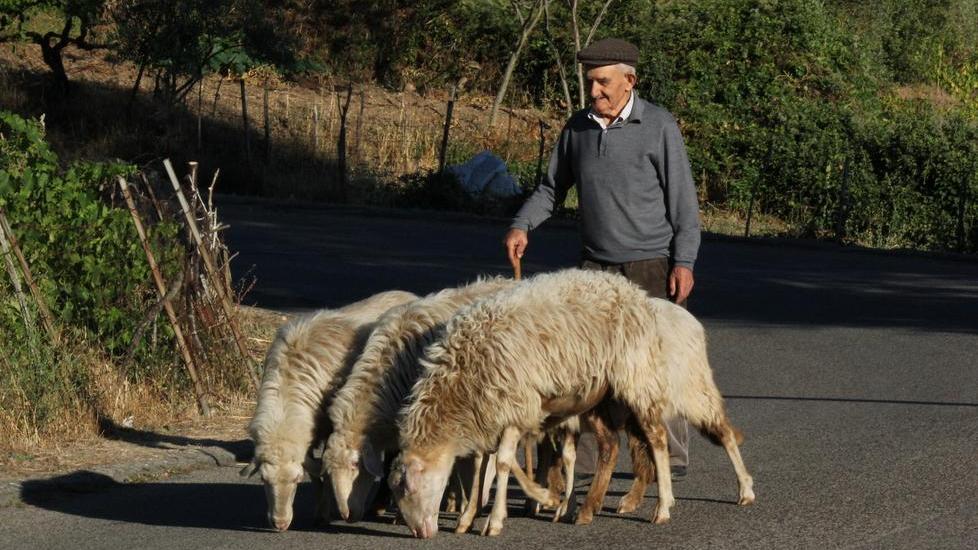 Compie cento anni e porta ancora le sue pecore al pascolo 