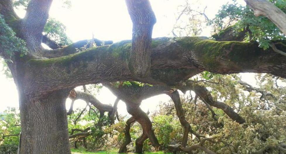 Sos Quercia delle Checche: rischia di seccare per un ramo caduto 