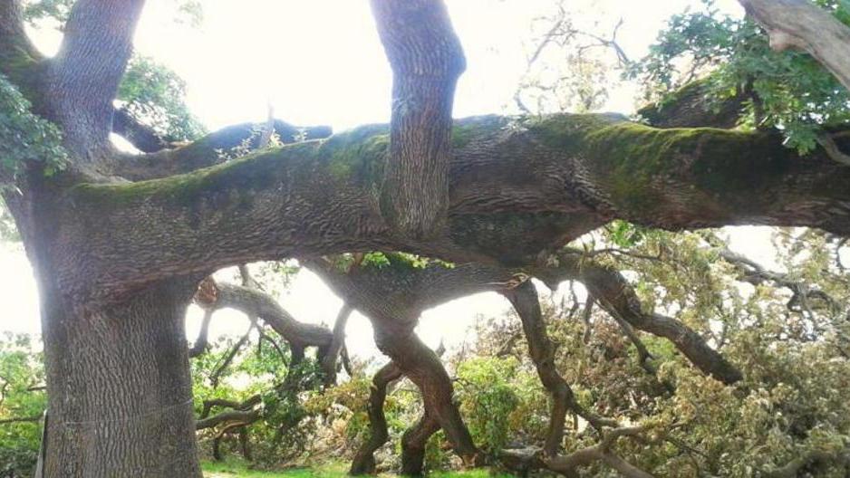 Sos Quercia delle Checche: rischia di seccare per un ramo caduto