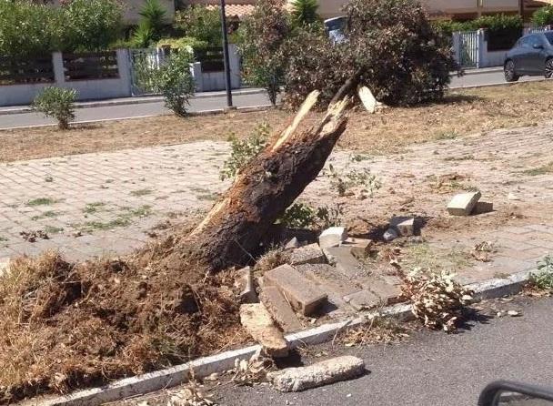 Sbatte contro un albero e lo tronca 