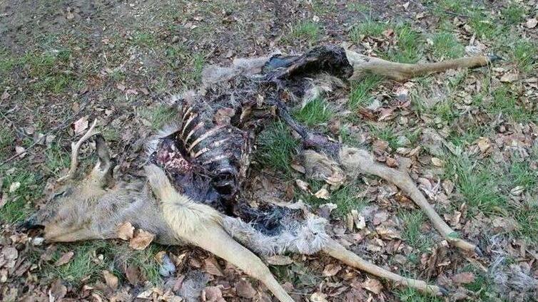 La rabbia dell’imprenditore contro i lupi «Ucciso metà del mio allevamento»