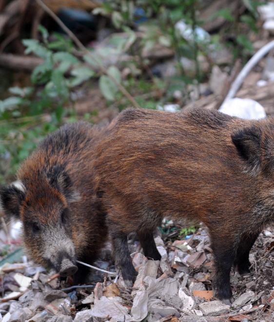 Cinghiale ucciso: denunciati due bracconieri