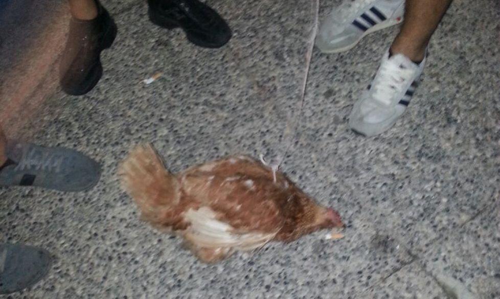 Con la gallina “al guinzaglio”, scoppia la rissa tra ragazzi