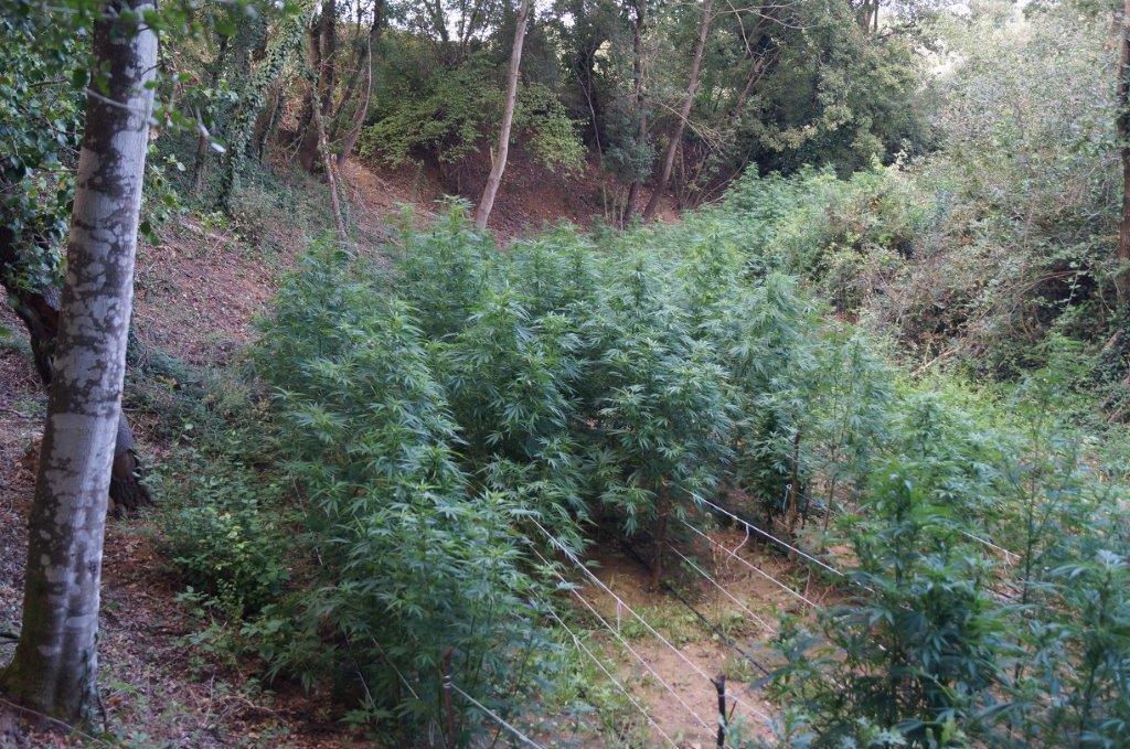Cinquecento piante di marijuana coltivate a Campagnatico 