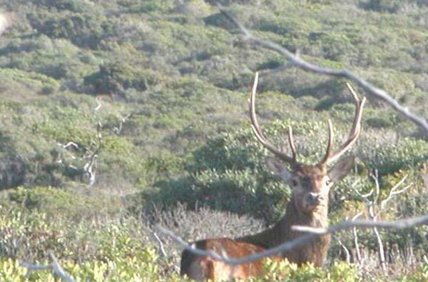La conta dei cervi: il Wwf cerca volontari 