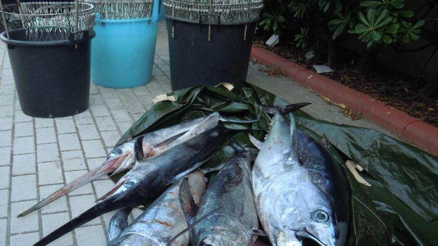 Sequestro di pesce al largo di San Vincenzo