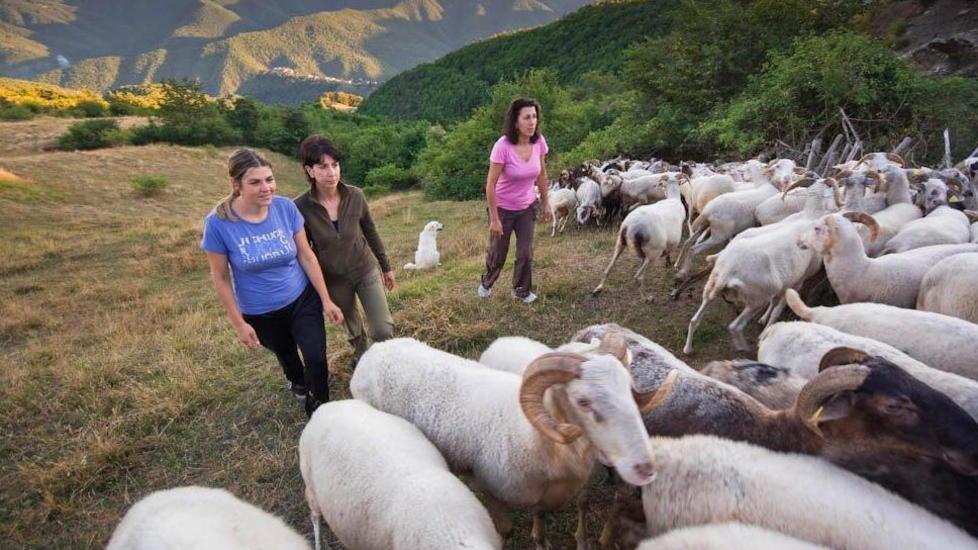 «Poca tutela contro i raid dei lupi costretta a dimezzare le greggi»