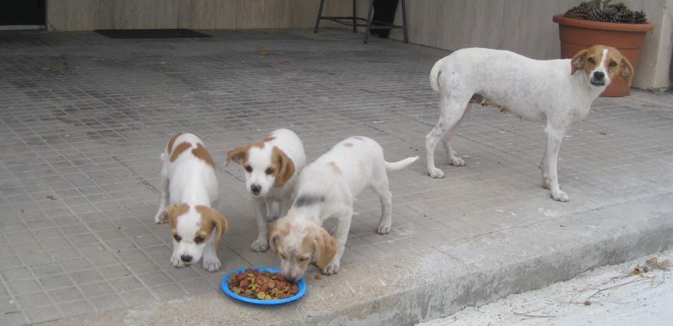 Una casa ai cuccioli mascotte della scuola