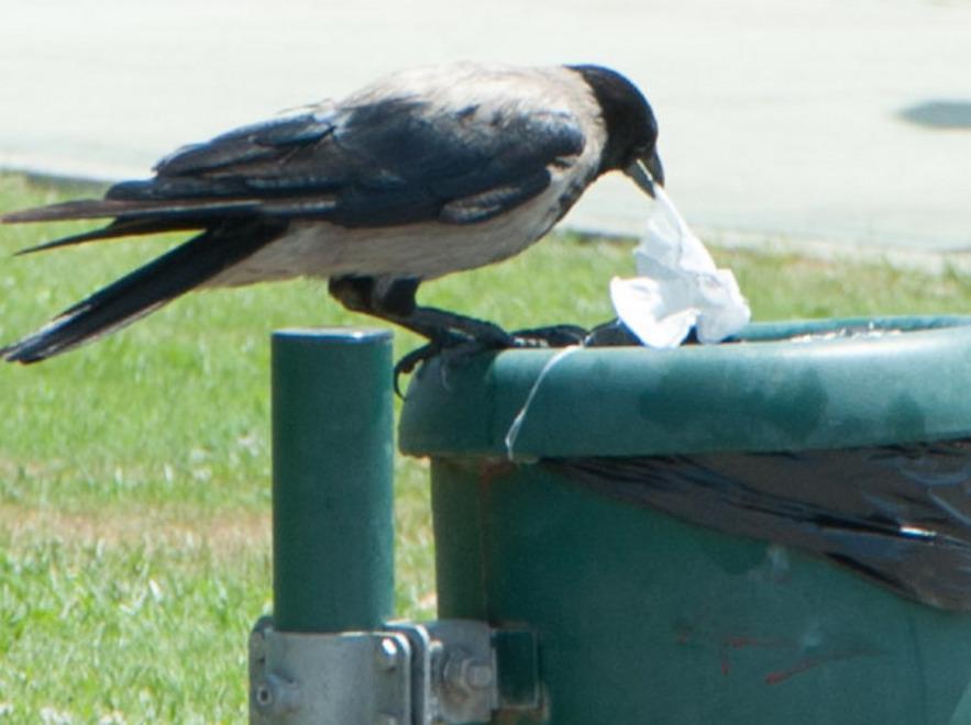 Le città sarde regno degli animali I gabbiani dominatori dei cieli 