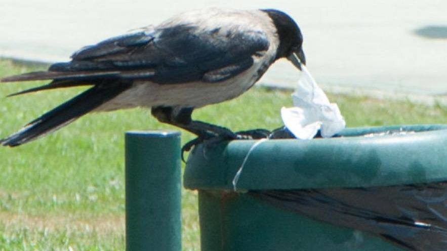 Le città sarde regno degli animali I gabbiani dominatori dei cieli