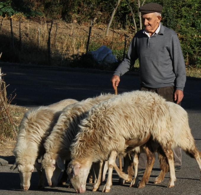 A 100 anni pascola ancora le sue pecore 
