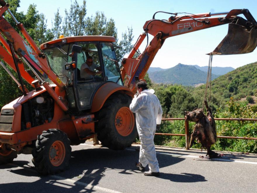 Carcassa suina abbandonata, scatta l’emergenza sanitaria