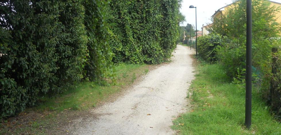 Fortini: «Alberi pericolosi sulla ciclabile»