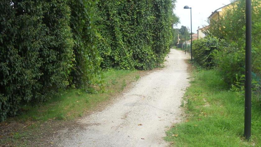 Fortini: «Alberi pericolosi sulla ciclabile»