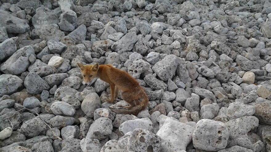 Un volpacchiotto malato chiede aiuto in spiaggia