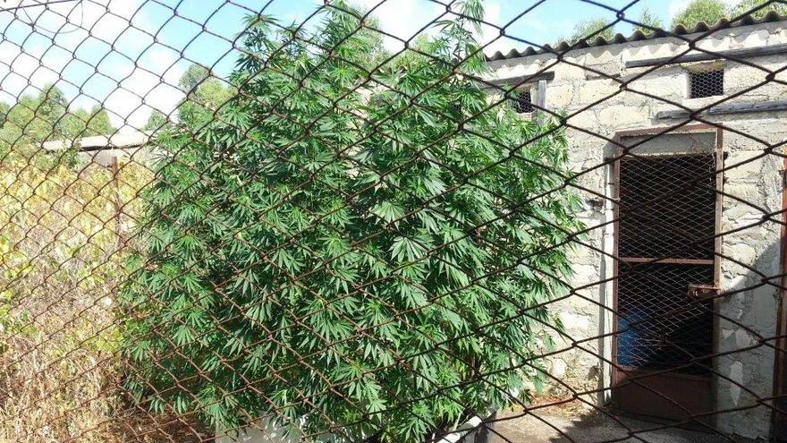 Cannabis nel giardino della casa al mare: denunciato
