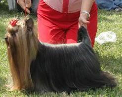 Cani in passerella ed agility dog in piazza Mercatale a Prato 