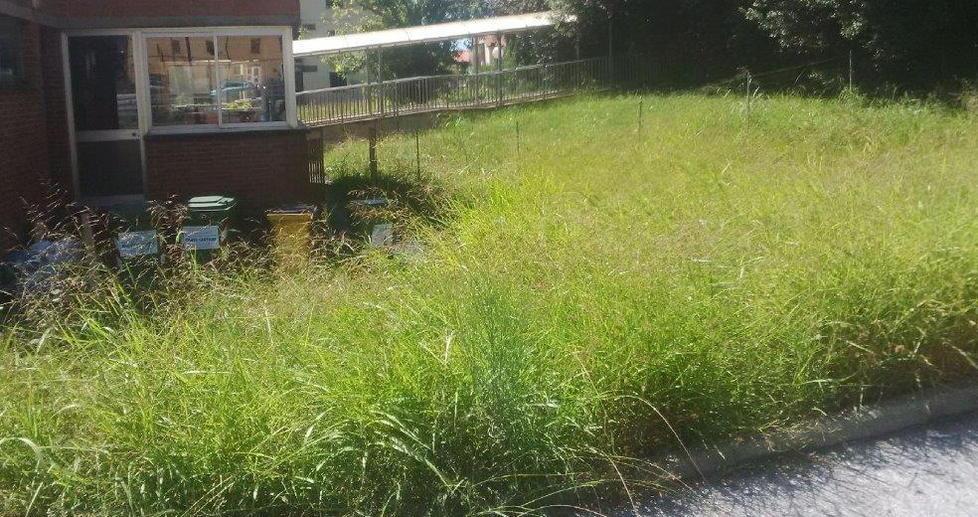 Stagi e scuola dell’infanzia invase dall’erba alta