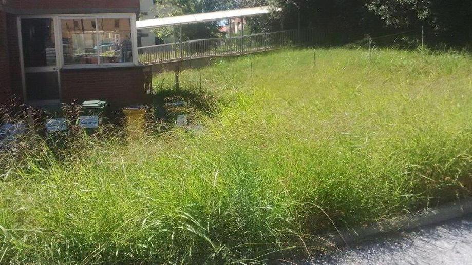 Stagi e scuola dell’infanzia invase dall’erba alta
