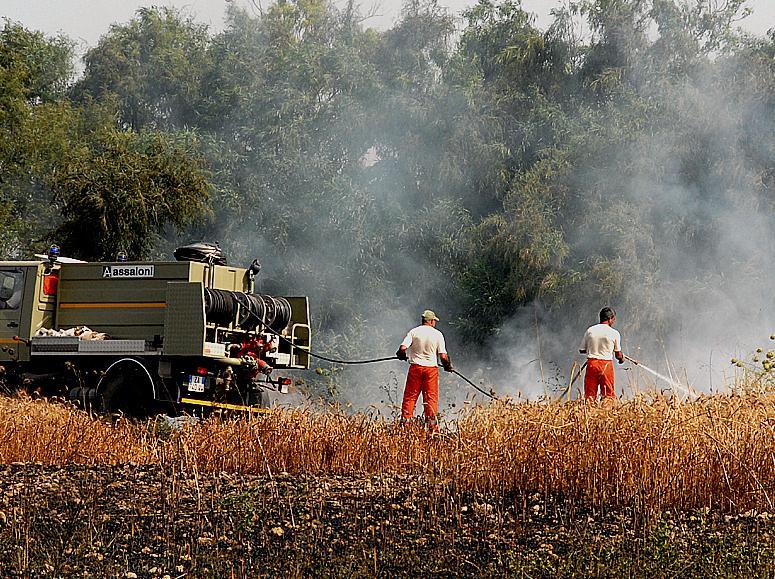 Incendio distrugge vigneti e oliveti 