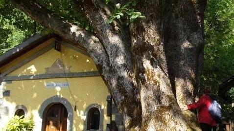 Le “antiche orme” di Tagliole
