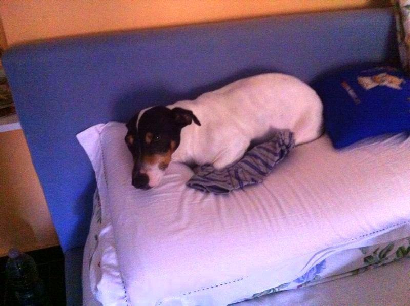 «Ma quali salvatori, mi hanno rubato il cane» 