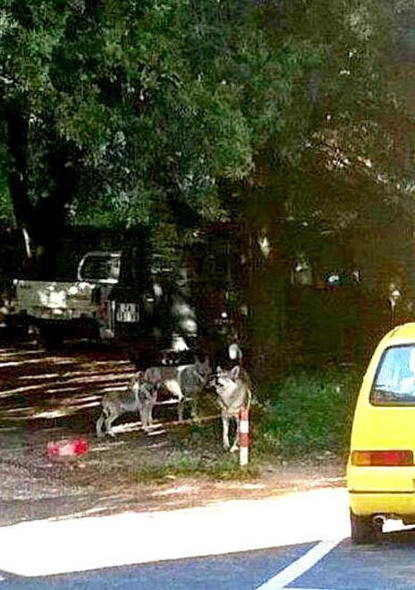 Predatori in paese, una famiglia di canidi in piazza a Saturnia 