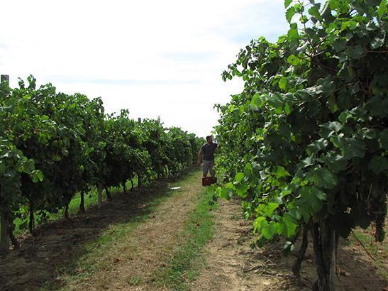 Vino, uno studio sperimenta la nuova tracciabilità del Prosecco veneto 