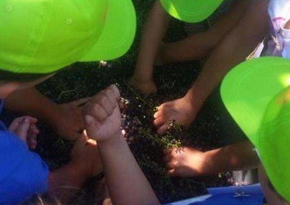 Secchio e forbici per baby enologi a Poggio Rosso