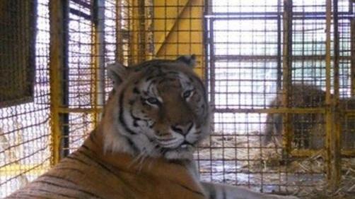 Tigre e leone accolti al Crasm
