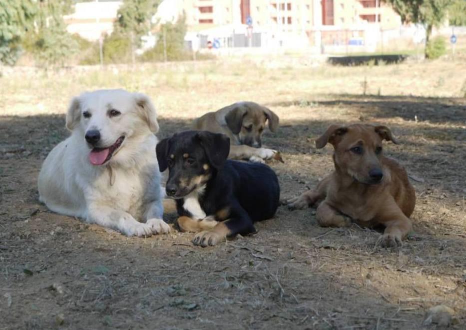 Quattro cuccioli in cerca di casa e affetto