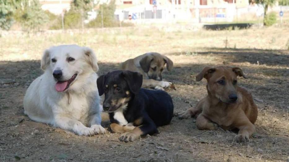Quattro cuccioli in cerca di casa e affetto