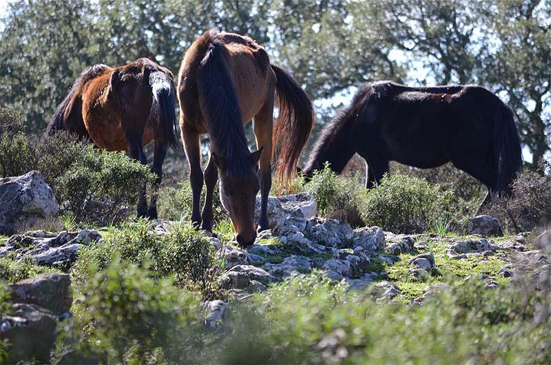 «Salviamo i cavallini della Giara» 