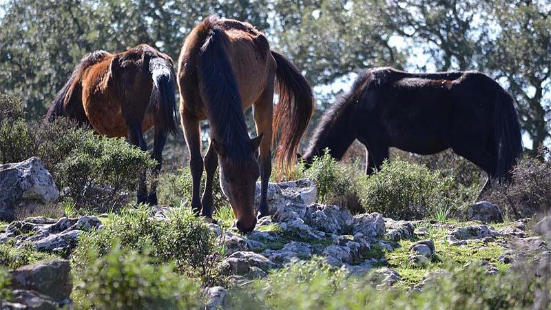 «Salviamo i cavallini della Giara»