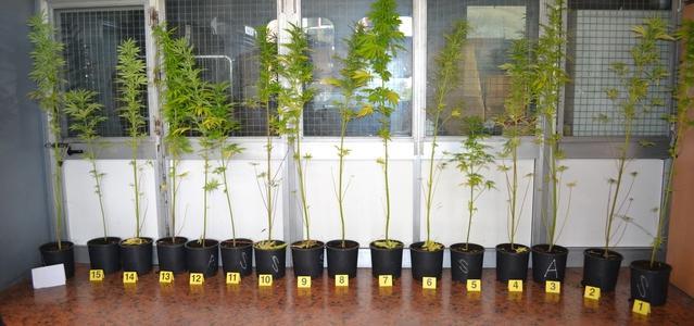 Piantagione di marijuana in un campo incolto e senza recinzione 