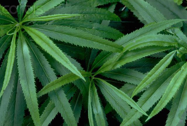 Marijuana per uso terapeutico. A coltivare la cannabis sarà l'Esercito 