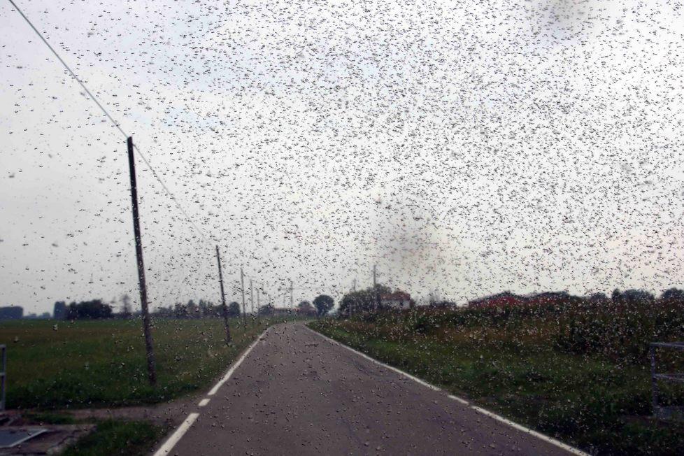 Invasione di moscerini nel Reggiano 