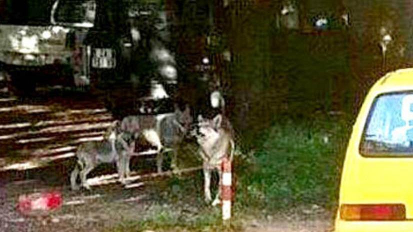 Saturnia, i tre canidi a spasso per il paese erano domestici
