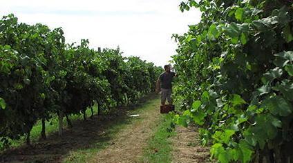 Vigneti, nuovo metodo di tracciabilità 