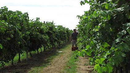 Vigneti, nuovo metodo di tracciabilità