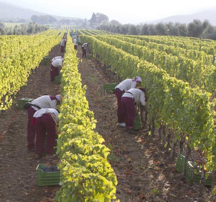 Olive, la raccolta è in calo vendemmia ancora incerta 