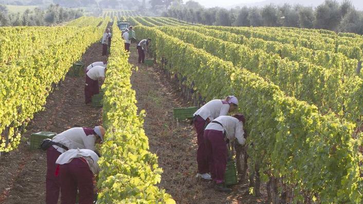 Olive, la raccolta è in calo vendemmia ancora incerta