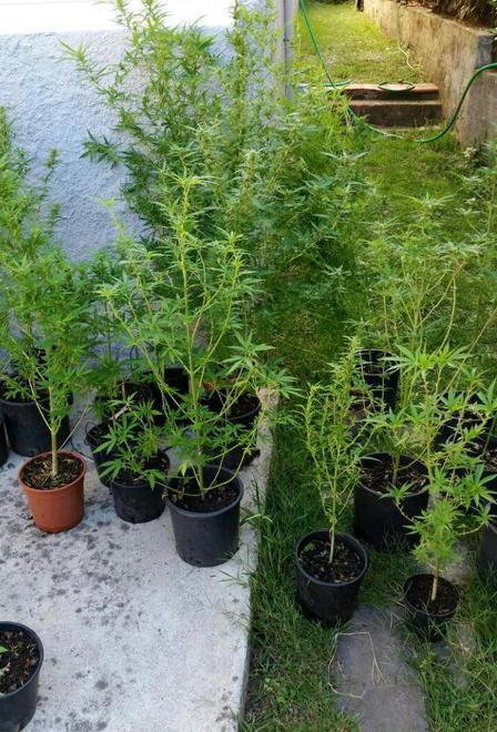 Coltiva 52 piante di marijuana nel box vicino casa: arrestato