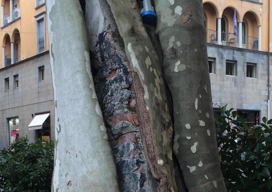 Task force per i platani di piazza Grande 
