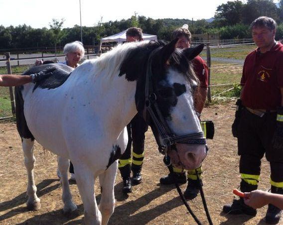 Malore per il cavallo del centro Apodi 